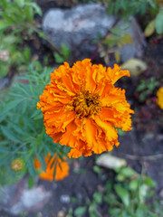 Flower bed in the city Park. Bright orange marigold flowers. Landscape design.