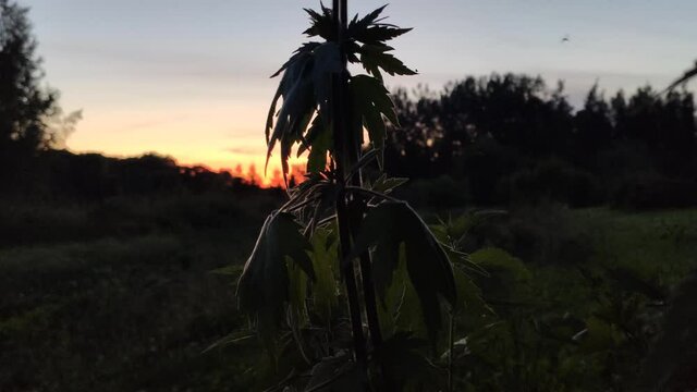 Motherwort or Leonurus cardiaca plant on evening sky background