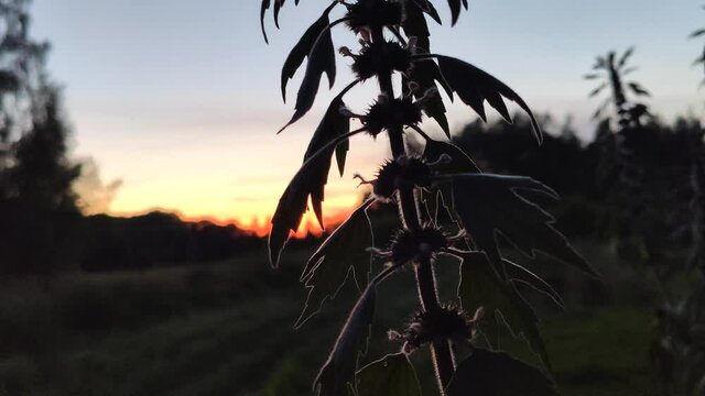 Motherwort or Leonurus cardiaca plant on evening sky background