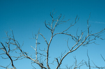 tree branches against blue sky