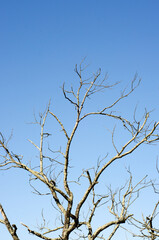 tree branches against blue sky