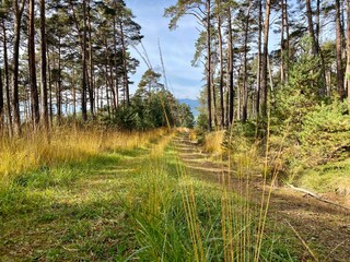 pine forest in autumn
