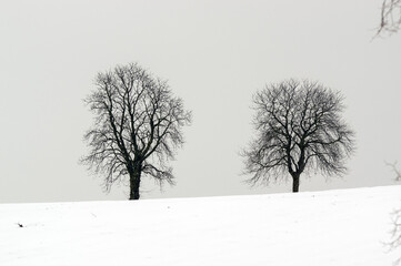 Krajobraz dwa drzewa w zimowej sceneii - obrazy, fototapety, plakaty