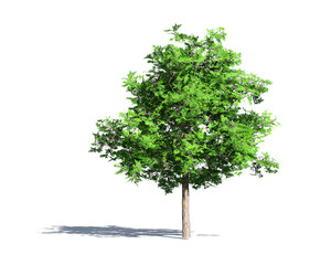 Fototapeta na wymiar Hi-Resolution Beautiful 3D Trees Isolated with shadow on white background , Use for visualization in architectural design 