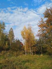 Fototapeta premium autumn in the forest
