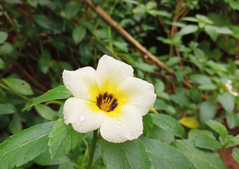 Obraz na płótnie Canvas white and yellow flower