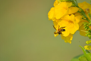 Close-up of insects sucking honey from yellow flower in green plant