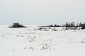 Kadr zimowa kompozycja ziemia pokryta śniegiem z przebijającymi spod niego trzcinami - obrazy, fototapety, plakaty