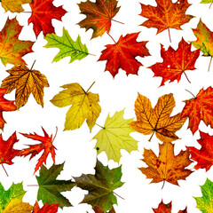 Seamless texture. Colorful maple foliage. Season leaves fall background. Autumn yellow red, orange leaf isolated on white.