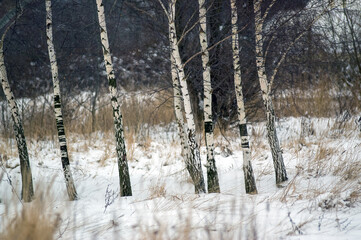 Ujęcie ogólne zaśnieżonej leśnej polany z brzozami