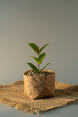 Growing plant in a sack pot