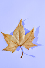 Fototapeta na wymiar Plane tree leaf on colored background