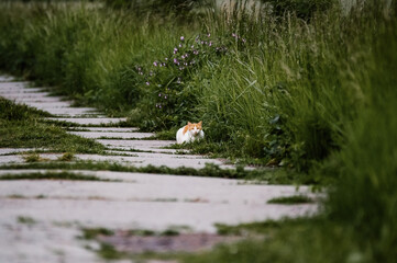 Kot biało-rudy przyczajony na betonowej ścieżce obrośniętej wysokimi trawami - obrazy, fototapety, plakaty