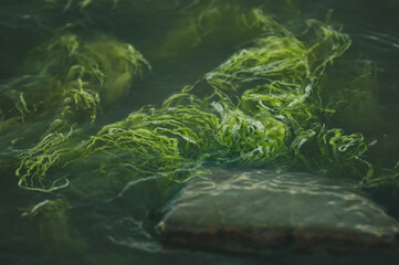 Zielone wodorosty swobodnie pływające w  wodzie - obrazy, fototapety, plakaty