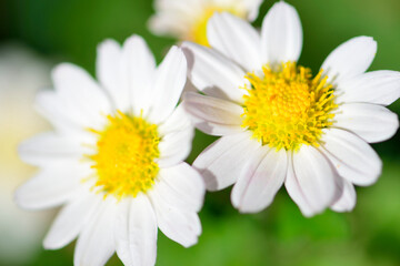 Obraz na płótnie Canvas 白いキクの花