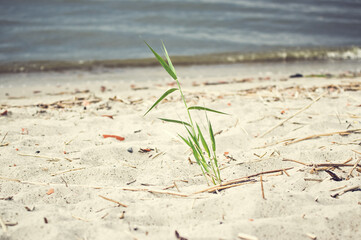 Kępka samotnej trawy rosnąca na piaszczystej plaży - obrazy, fototapety, plakaty