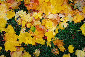Naklejka na ściany i meble Maple leaves on the grass in the city park.