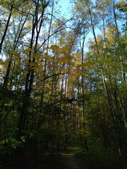 Fototapeta premium autumn forest in the morning