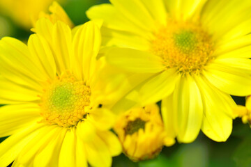 黄色いキクの花
