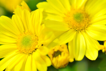 Obraz premium 黄色いキクの花