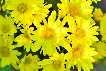 黄色いキクの花