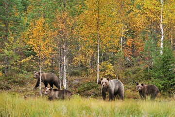 brown bear family in the autumn forest