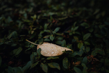 Close up image of orange autumn leaves at soft light.