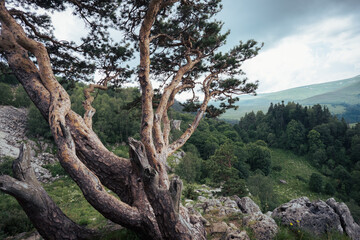 Pine tree against the background of mountains, green meadows and forests. Beautiful curves and branches green needles