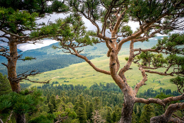 Pine tree against the background of mountains, green meadows and forests. Beautiful crooked branches and green needles. Lagonaki Plateau, Republic of Adygea, Russia