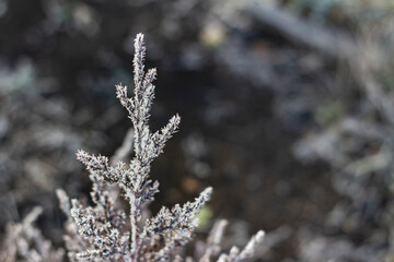 A small spruce covered with frost. Copyspace. Selective focus. Bokeh.