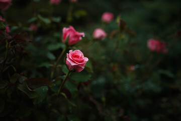 Beautiful roses in garden, roses for Valentine Day.