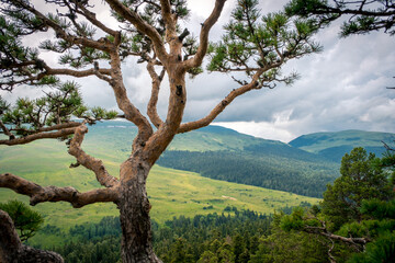 Fototapeta premium Pine tree against the background of mountains, green meadows and forests. Beautiful curves and branches green needles