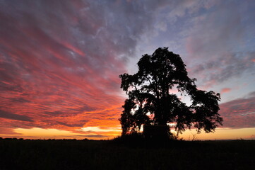 silhouette of a tree in a field at sunset