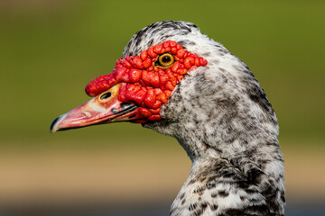 Muscovy Duck Domestic type Cairina moschata Costa Ballena Cadiz