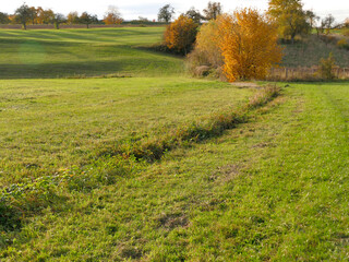 green meadow with trees in soft autumnal lighting