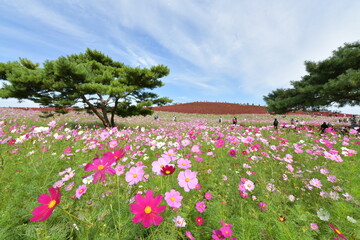 コスモスの花とコキア