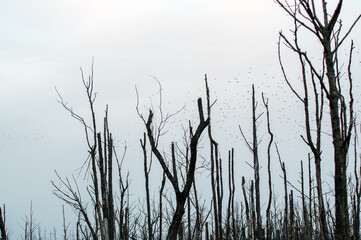 Stado ptaków nad obumarłym lasem na tle błękitnego nieba - obrazy, fototapety, plakaty