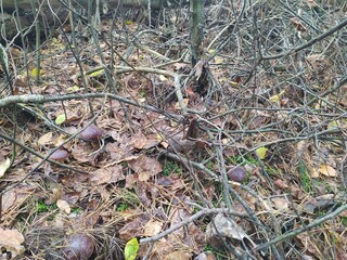 a whole field of Polish mushrooms in the October autumn forest