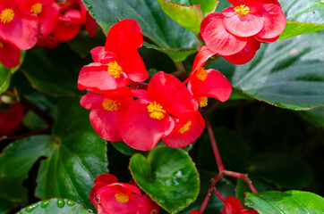 close up of blooming begonia cucullata or wax begonia