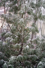 Drzewo w zimowej scenerii z padającym śniegiem - obrazy, fototapety, plakaty