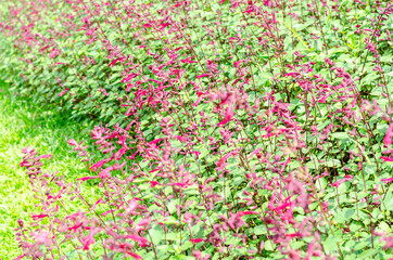 Chiapas Sage or Salvia chiapensis in the garden