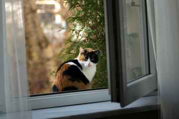 Kot szylkretowy siedzący na parapecie - obrazy, fototapety, plakaty