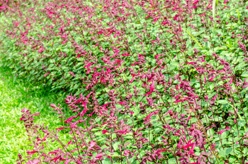 Chiapas Sage or Salvia chiapensis in the garden