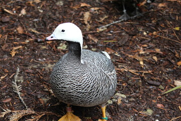 duck in the wild, Animal Photos, Animals In Captivity Photos, Beak Photos, Birds Photos, Day Photos, Duck - Bird Photos