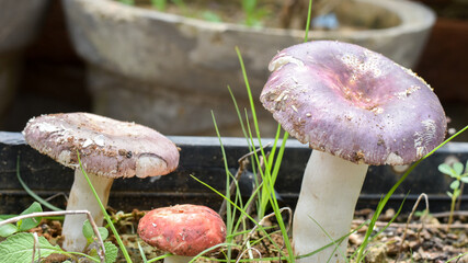 Closeup of wild mushrooms in the grown in the garden