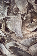 Close up picture of a palm tree trunk, toned natural abstract background.
