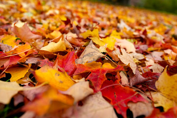 Ahorn Herbst Laubfärbung Indian Summer Blätter Park Baum Bäume Farbenspiel Dortmund Rombergpark Deutschland Hintergrund Rasen Wiese Acer Makro Nahaufnahem Details Fokus Licht rot gelb orange