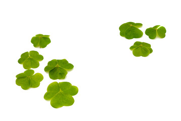 Composition for St. Patrick's Day with green shamrocks on an isolated white background. 