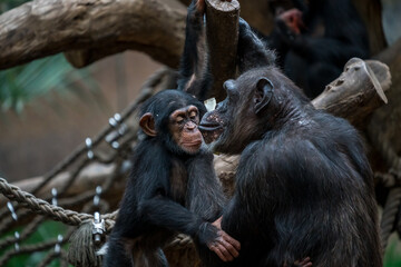Mother caressing a young chimpanzee