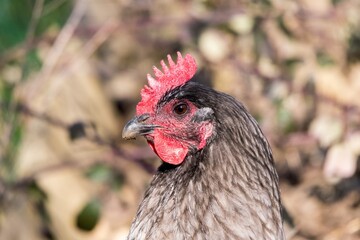 portrait of chicken in poultry yard